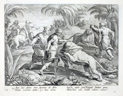 Africans hunt lions by covering their heads, then piercing them with a deadly wound, illustration from 